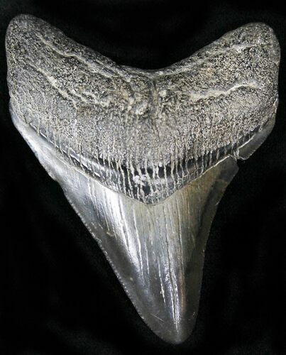 Nice Fossil Megalodon Tooth - South Carolina #22576